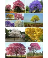 50 seeds Jacaranda Mimosifolia Tree Seeds - Mixed 4 Colors - $313.13 MXN