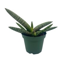 Sansevieria Starfish Snakeplant, Cylindrical Snake Plant boncel 4 inch pot - £11.90 GBP