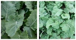 1500+ Premier Kale Seeds Early Hanover Garden Vegetable Green Salad Free Ship - £15.17 GBP