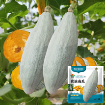 Noble Pumpkin Hybrid Seeds - £85,854.09 GBP