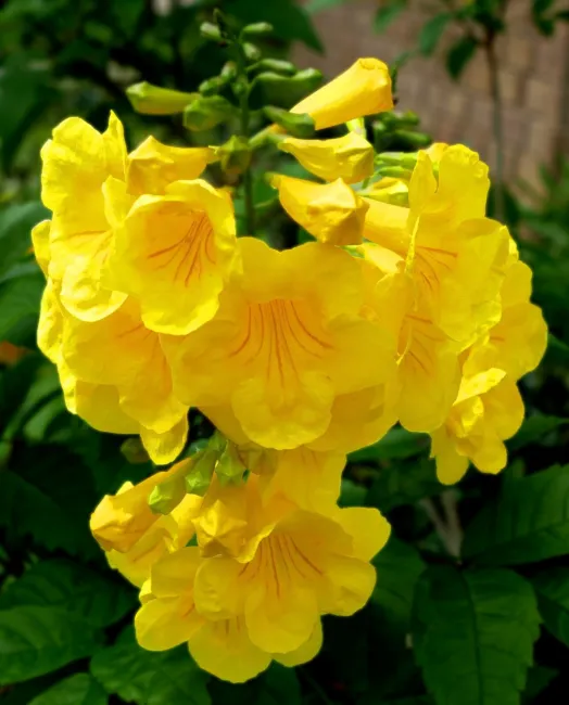 Yellow Trumpet Bush Plant (Tecoma Stans) Seeds 10+ Seeds Fresh Garden - £17.25 GBP