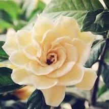 US Seller 20+Seeds  champagne GARDENIA fragrant flower exotic bush garden plant - $7.75