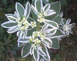 20 Snow On The Mountain Euphorbia Marginata Flower - £13.51 GBP