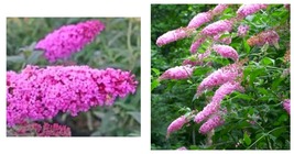 NEW! Pink Delight Butterfly Bush ( Buddleia ) - Live Plant - ( 2.5 QT ) - £46.90 GBP