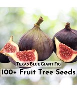 100+ Texas Blue Giant Fig Seeds Garden Fruit Seeds - $16.27 CAD