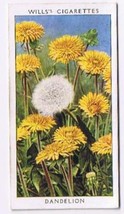 Wills Cigarette Card Wild Flowers #25 Dandelion Thistle Family - £0.77 GBP