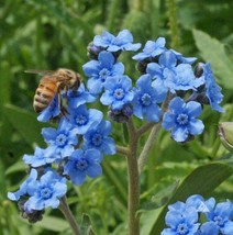 500 Blue Chinese Forget Me Not Hounds Tongue Flower Seeds - $7.99