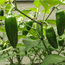 Organic Jalapeno Seeds (10 Qty) - Non-GMO Hot Pepper Seeds for Planting,... - £4.75 GBP