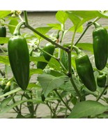 Organic Jalapeno Seeds (10 Qty) - Non-GMO Hot Pepper Seeds for Planting,... - £4.80 GBP