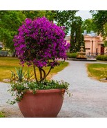 New River Bougainvillea Small Rooted Starter Plant Profuse Vibrant Purpl... - $1,006.14 MXN