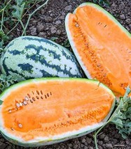 FRESH 25 Orangeglo Watermelon Seeds  - £6.86 GBP