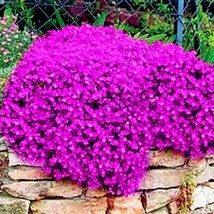 Big Sale 100 Seeds Rock Cress Seeds Climbing Plant Creeping Thyme Seeds Ground C - $10.69