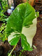 Alocasia Macrorrhiza Variegata Live Starter Plant - 7-10&quot; - £35.62 GBP