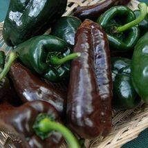 10 Mulato Isleno Poblano Pepper Seeds - £5.61 GBP