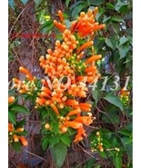 Exotic Honeysuckle Fragrant Seed Potted Climbing Lonicera Japonica Vine ... - $10.87