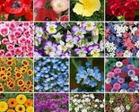 500 Seeds Wildflower Mix Shorty Low Grow Heirloom Fresh Annual And Peren... - $8.99