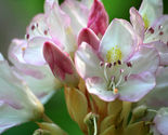 50 seeds Rosebay Rhododendron - $5.47