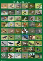 UK Wild Birds Poster A2 59x42cm Garden Bird Seed Feeder Watching Guide BLPA2P11 - £7.80 GBP