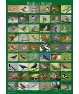 UK Wild Birds Poster A2 59x42cm Garden Bird Seed Feeder Watching Guide B... - £7.71 GBP