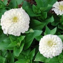 New 35 Pure White Zinnia Elegans Flower Seeds AnnualFrom US  - $8.35