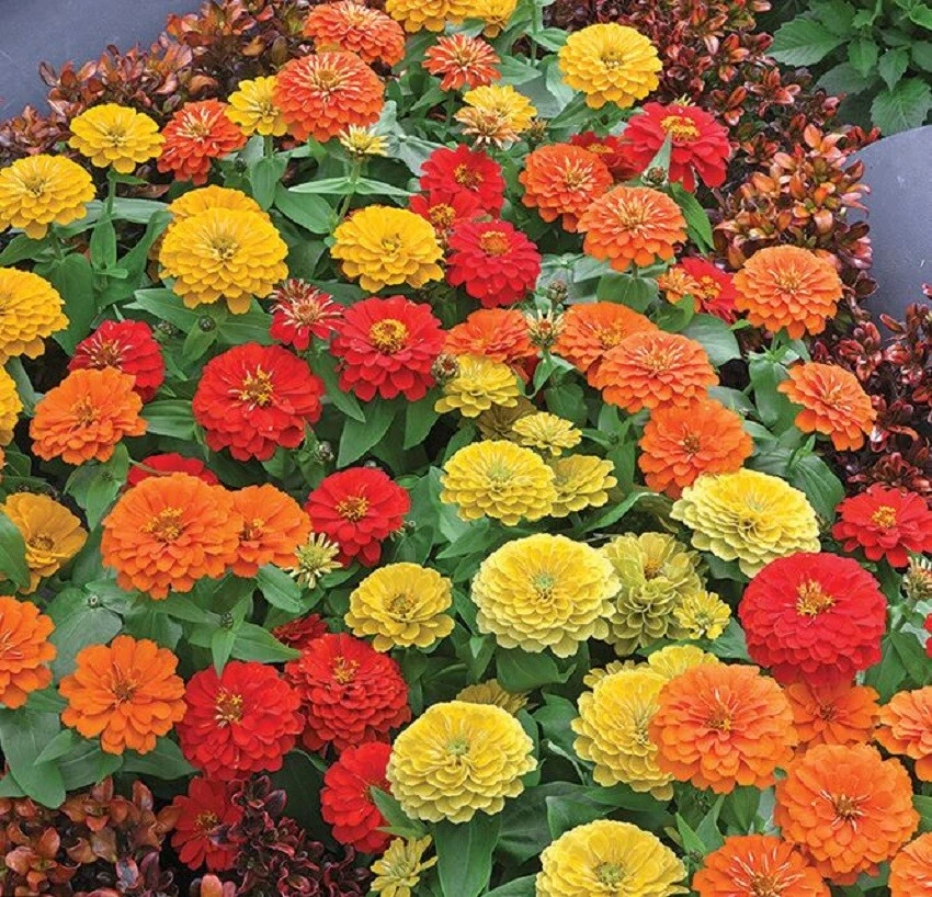 Zinnia Seeds Zinnia Preciosa Tropical Blend Mix 25 Seeds - $21.61