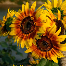 250 Seeds Bi Colour Sunflower 90Cm Tall - $20.99