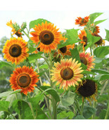 THJAR Evening Sun Sunflower Seeds 50Pcs/Pack Helianthus Anuus Bicolor Re... - $16.97