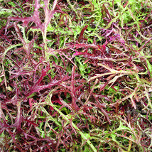 200 Seeds Red Streaked Mizuna Mustard Brassica Juncea Quick Heirloom Seeds Garde - $9.90