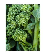 cima di rapa seeds, greek seeds, organic seeds, code 864, gardening, chi... - $91.84 MXN cima di rapa seeds, greek seeds, organic seeds, code 864, gardening, chi... - $91.84 MXN