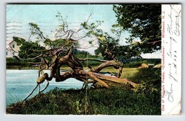 Wildwood New Jersey Postcard 1908 Nature&#39;s Freaks Crookedness Tree Germany - £14.37 GBP