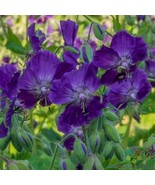 25 Lily Lovell Geranium Seeds - €8,67 EUR