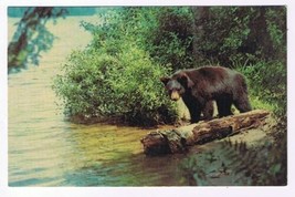 Ontario Postcard Sault Ste Marie Black Bear Yearling Cub - £2.32 GBP