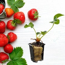 Live Albion Strawberry Plugs Dayneutral Strawberry Plants For The Longes... - £37.38 GBP