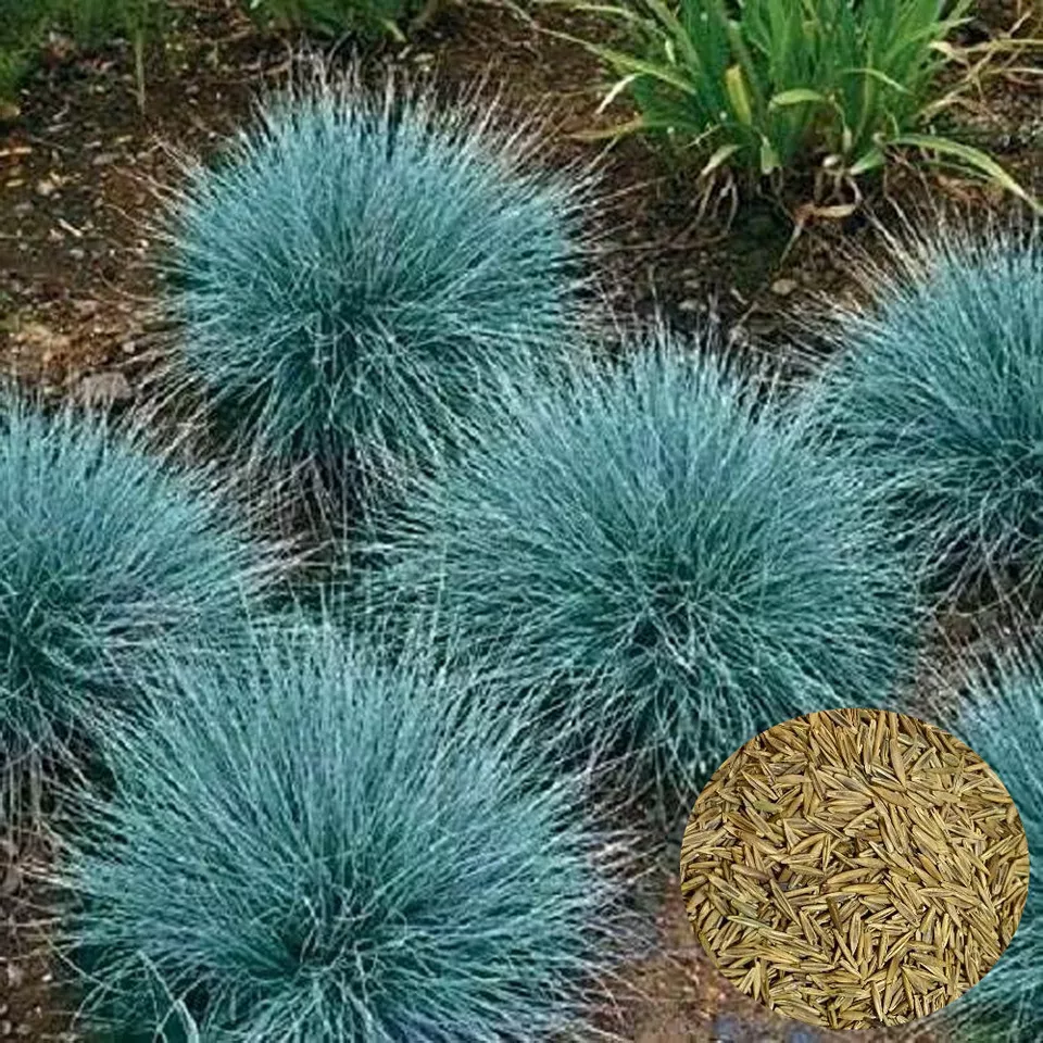 TKBONStore Blue Fescue Ornamental Grass Clumping 5000 Seeds - £7.10 GBP