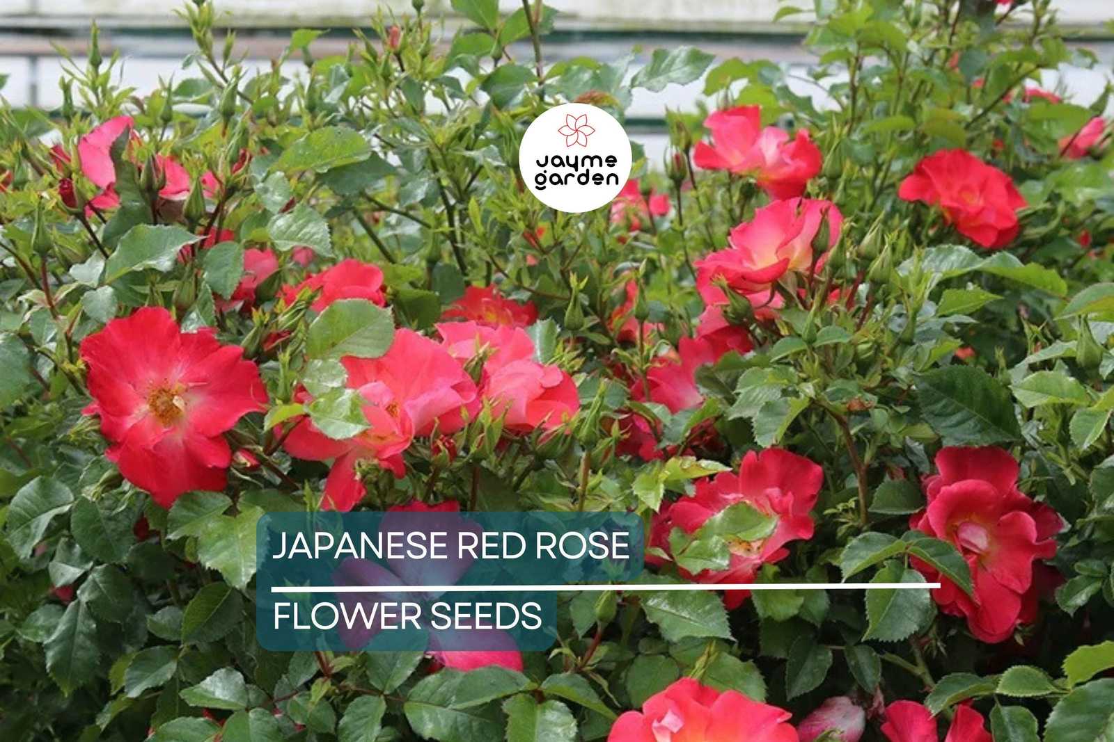 20 Japanese Red Rose Seeds (Rosa rugosa 