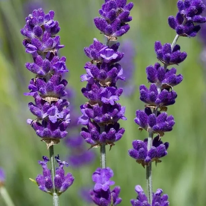 Lavender Vera Seeds / Perennial / NON-GMO/True English Fragrant 500+ Seeds - £3.17 GBP