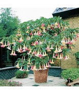 Versicolor Angels Trumpet Brugmansia Tropical Plant Multi Color Blooming Plant W - $1,190.62 MXN
