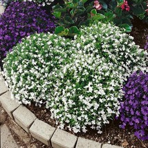 New Fresh Seeds Lobelia Seeds Lobelia Erinus White Lady Ground Cover Seed 10000  - £15.95 GBP