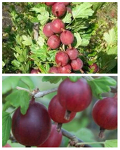 Captivator Red Gooseberry Plant well rooted starter plant 12-18 inches tall - £57.72 GBP