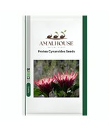 Protea Cynaroides - 200 PCS Seeds - $15.43