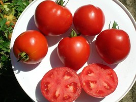 AD 50 Seeds Polbig Tomato Tomatoe Vegetable Home Garden - $251.33 MXN