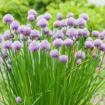 CHIVES 30 FRESH HERB SEEDS - $3.68