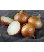 Walla Walla Onion Seeds 200+ Sweet Mild Vegetable Garden - $8.98