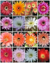50 SEEDS ECHINOPSIS variety mix exotic hybrid flowering cacti cactus shick seed - £15.94 GBP