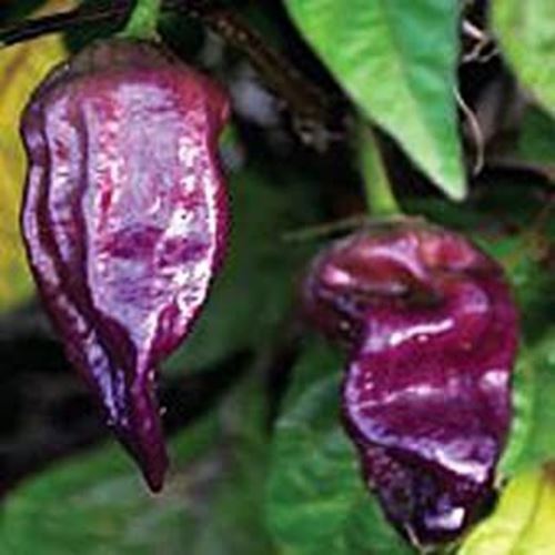PM Bhut Jolokia Ghost Hot Peppers (Purple) Seeds (20+ Seeds) | Non GMO |... - $3.98