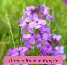 Dames Rocker Purple Flower Premium Seeds Cool Beans N Sprouts Brand Home - $4.35