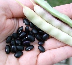 Black Turtle Bean 25 Seeds - Heirloom, Bush Type Bean - $2.99