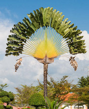 Jstore USA Ravenala madagascariensis |Fan Plantain|Traveler Banana|Travellers Tr - £11.26 GBP