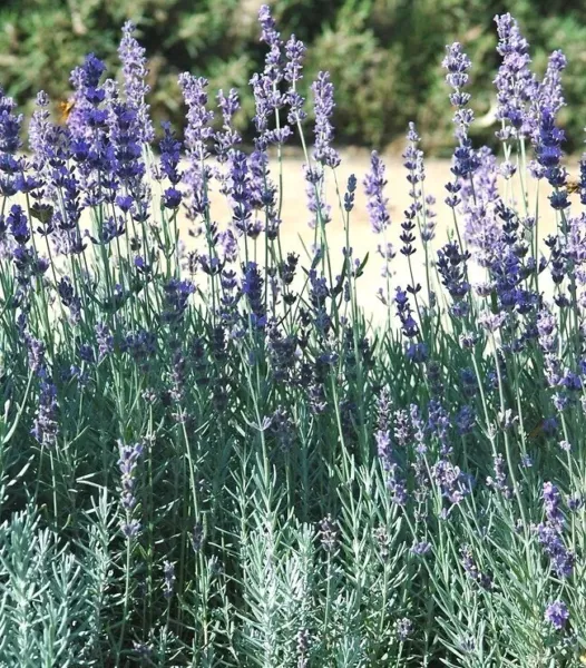 English Lavender (Lavandula Angustifolia) Seeds Fresh Seeds - $15.96