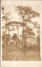 RPPC Beautiful Trees Amongst the Tall Grasses Real Photo Postcard Y14 - £5.64 GBP